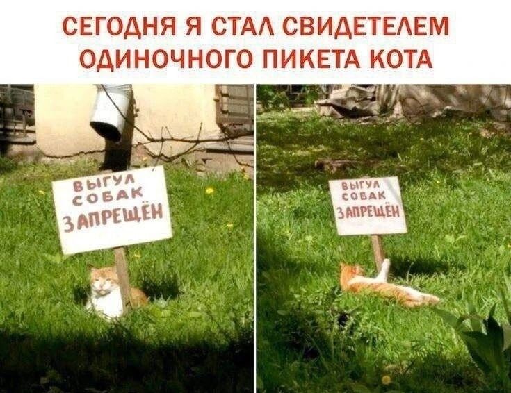 СЕГОДНЯ Я СТАЛ СВИДЕТЕЛЕМ ОДИНОЧНОГО ПИКЕТА КОТА. ВЫГУЛ СОБАК ЗАПРЕЩЁН.