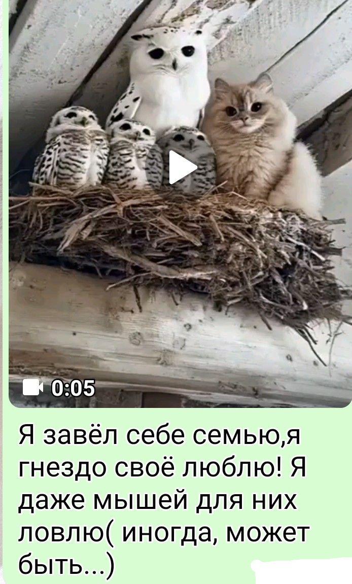 Я завёл себе семью, я гнездо своё люблю! Я даже мышей для них ловлю( иногда, может быть...)