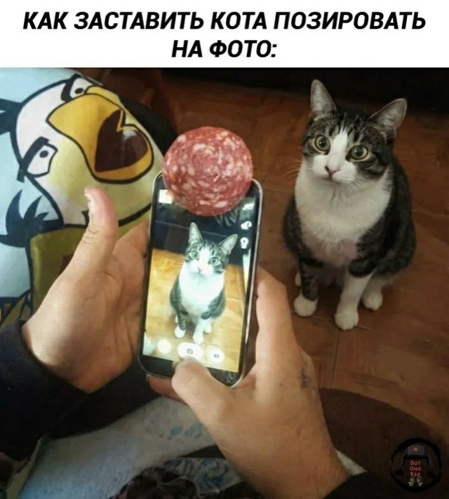 КАК ЗАСТАВИТЬ КОТА ПОЗИРОВАТЬ НА ФОТО: Человек держит телефон с куском колбасы сверху, направляя камеру на кота. Кот смотрит на колбасу, позируя для фото.