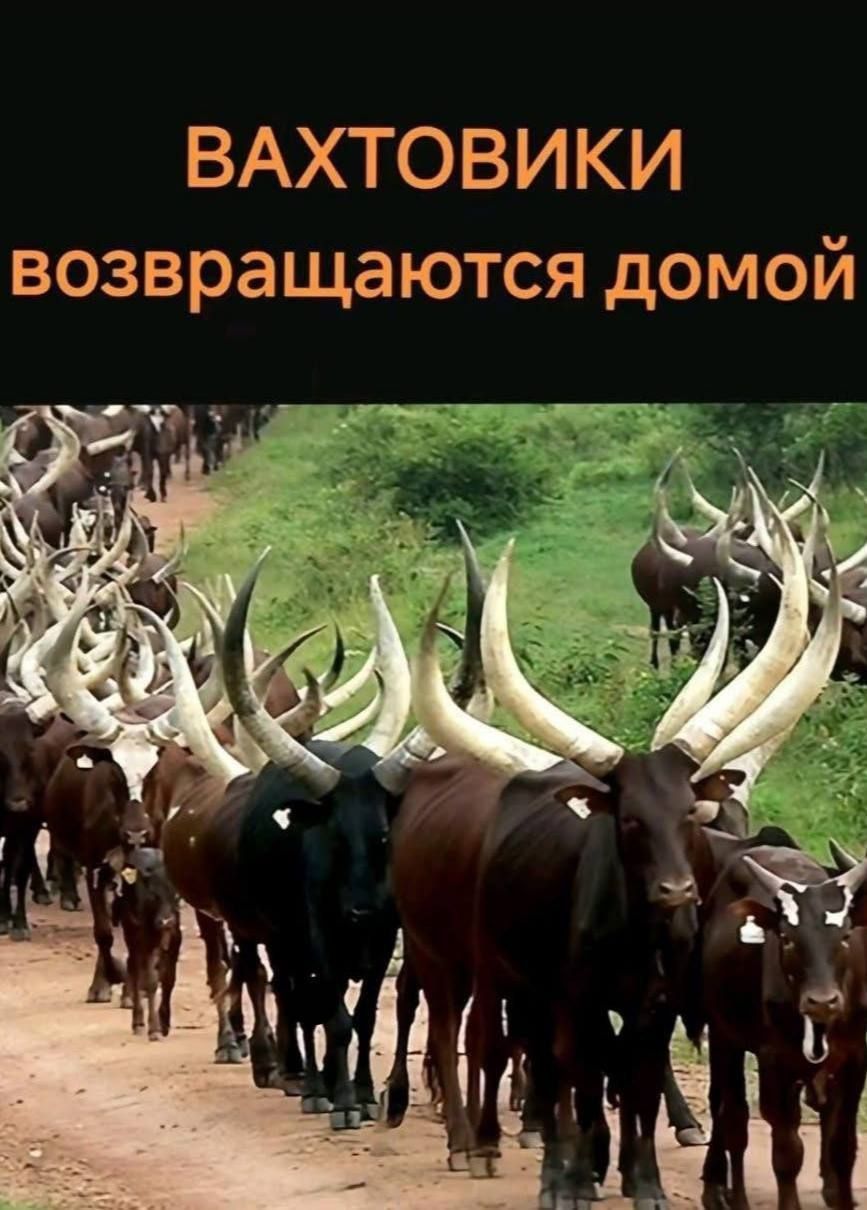 ВАХТОВИКИ возвращаются домой