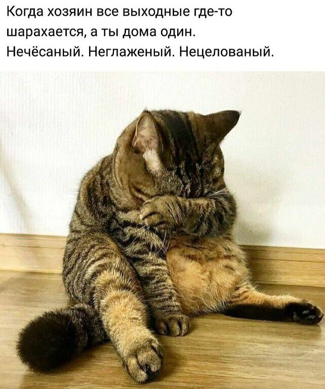 Когда хозяин все выходные где-то шарахается, а ты дома один. Нечёсаный. Неглаженый. Нецелованный.
