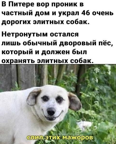 В Питере вор проник в частный дом и украл 46 очень дорогих элитных собак. Нетронутым остался лишь обычный дворовый пёс, который и должен был охранять элитных собак. Слил этих мажоров