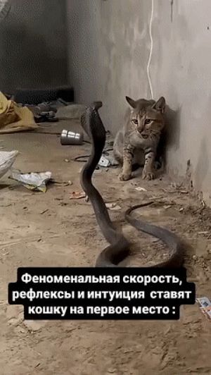 Феноменальная скорость, рефлексы и интуиция ставят кошку на первое место :
