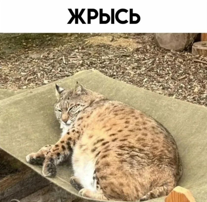 ЖРЫСЬ