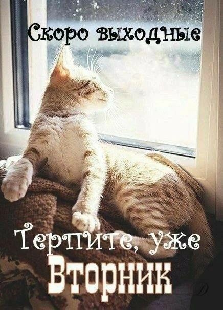Скоро выходные Терпите, уже Вторник