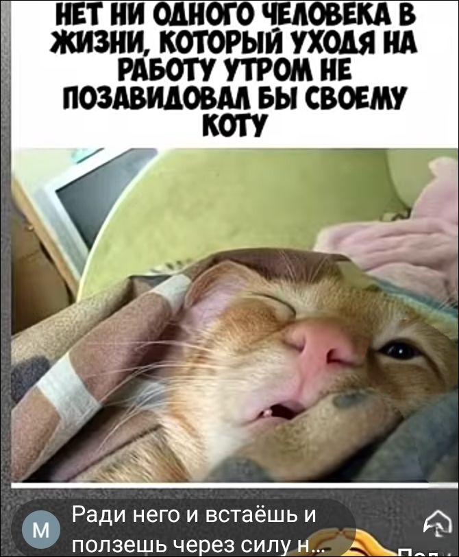 НЕТ НИ ОДНОГО ЧЕЛОВЕКА В ЖИЗНИ, КОТОРЫЙ УХОДЯ НА РАБОТУ УТРОМ НЕ ПОЗАВИДОВАЛ БЫ СВОЕМУ КОТУ Ради него и встаёшь и ползешь через силу н...