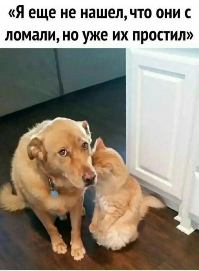 Я еще не нашел, что они сломали, но уже их простил