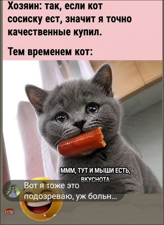 Хозяин: так, если кот сосиску ест, значит я точно качественные купил. Тем временем кот: МММ, ТУТ И МЫШИ ЕСТЬ, ВКУСНОТА. Вот я тоже это подозреваю, уж больн...