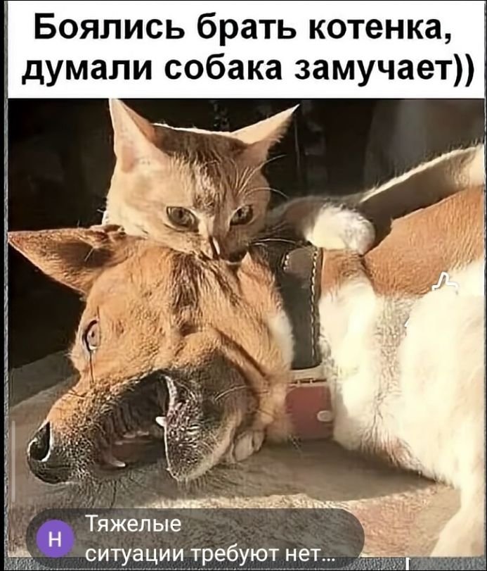 Боялись брать котенка, думали собака замучает)) Тяжелые ситуации требуют нет...