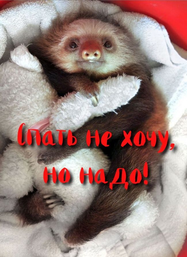 Спать не хочу, но надо!