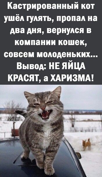 Кастрированный кот ушёл гулять, пропал на два дня, вернулся в компании кошек, совсем молоденьких... Вывод: НЕ ЯЙЦА КРАСЯТ, а ХАРИЗМА!