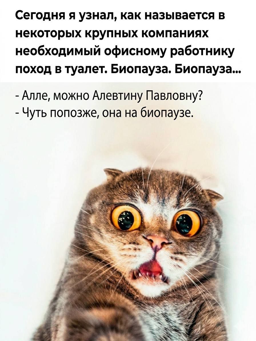 Сегодня я узнал, как называется в некоторых крупных компаниях необходимый офисному работнику поход в туалет. Биопауза. Биопауза... - Алле, можно Алевтину Павловну? - Чуть попозже, она на биопаузе.
