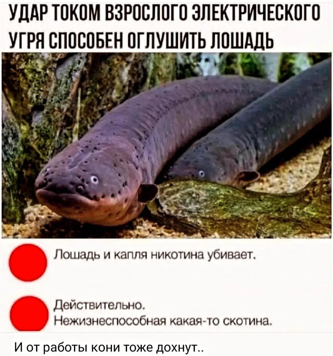 УДАР ТОКОМ ВЗРОСЛОГО ЭЛЕКТРИЧЕСКОГО УГРЯ СПОСОБЕН ОГЛУШИТЬ ЛОШАДЬ
Лошадь и капля никотина убивает.
Действительно. Нежизнеспособная какая-то скотина.
И от работы кони тоже дохнут..