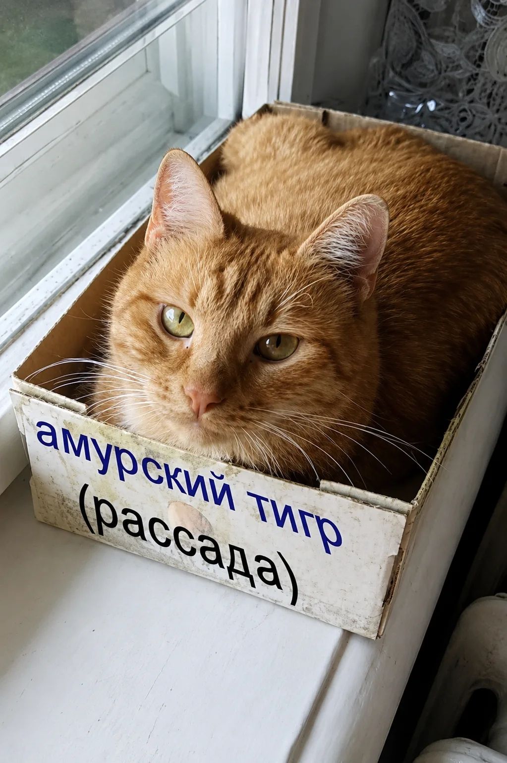 амурский тигр (рассада)
