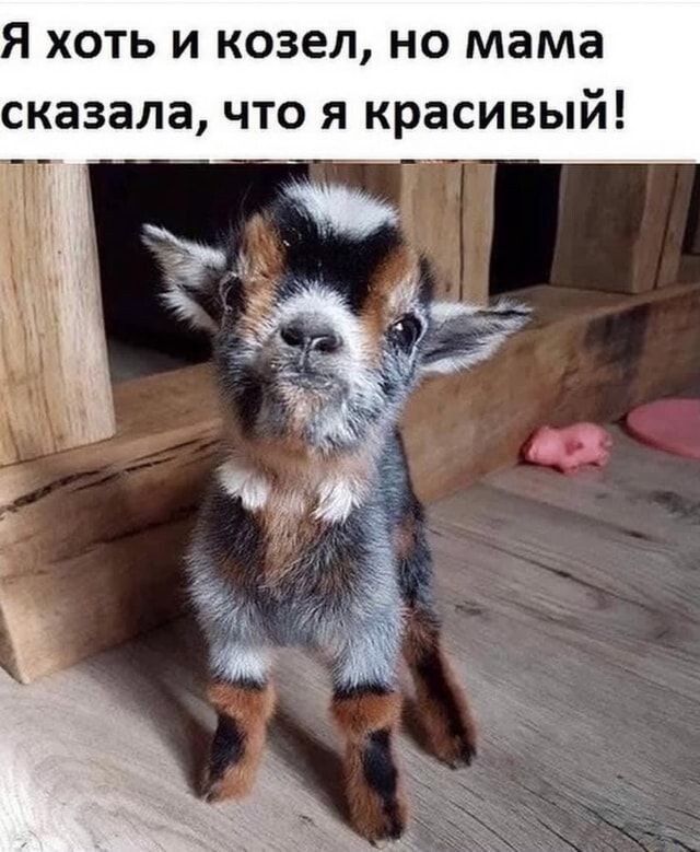 Я хоть и козел, но мама сказала, что я красивый!