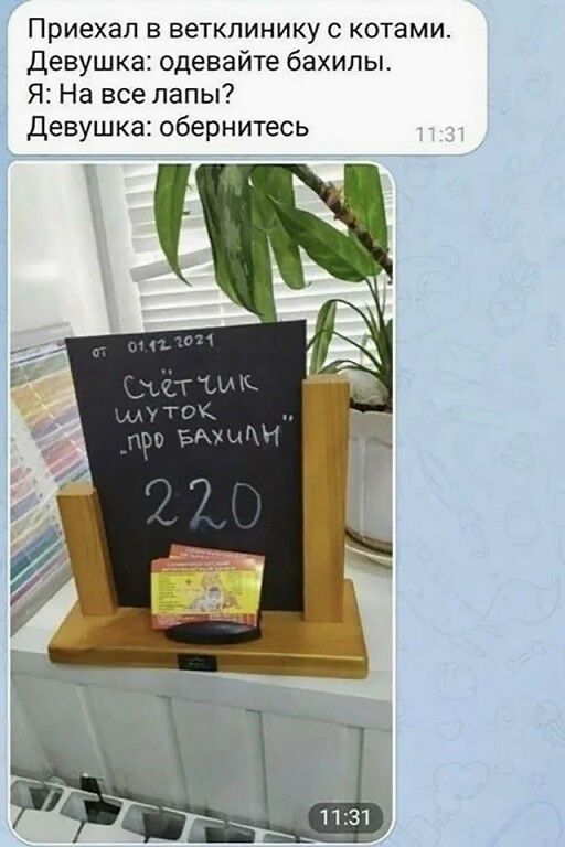 Приехал в ветклинику с котами. Девушка: одевайте бахилы. Я: На все лапы? Девушка: обернитесь. от 01.12.2021 Счётчик шуток „про бахилы