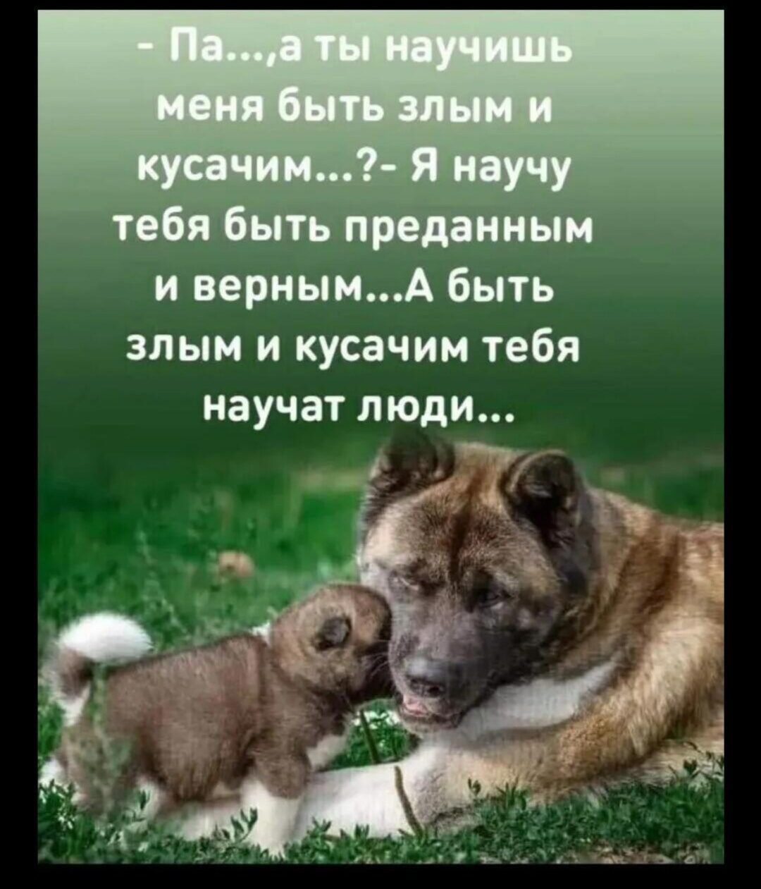 - Па...,а ты научишь меня быть злым и кусачим...? - Я научу тебя быть преданным и верным...А быть злым и кусачим тебя научат люди...