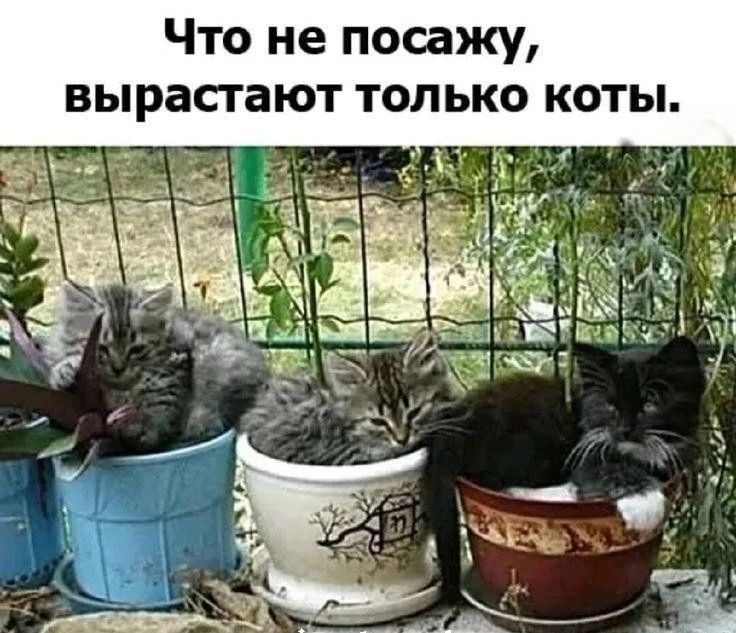 Что не посажу, вырастают только коты.
