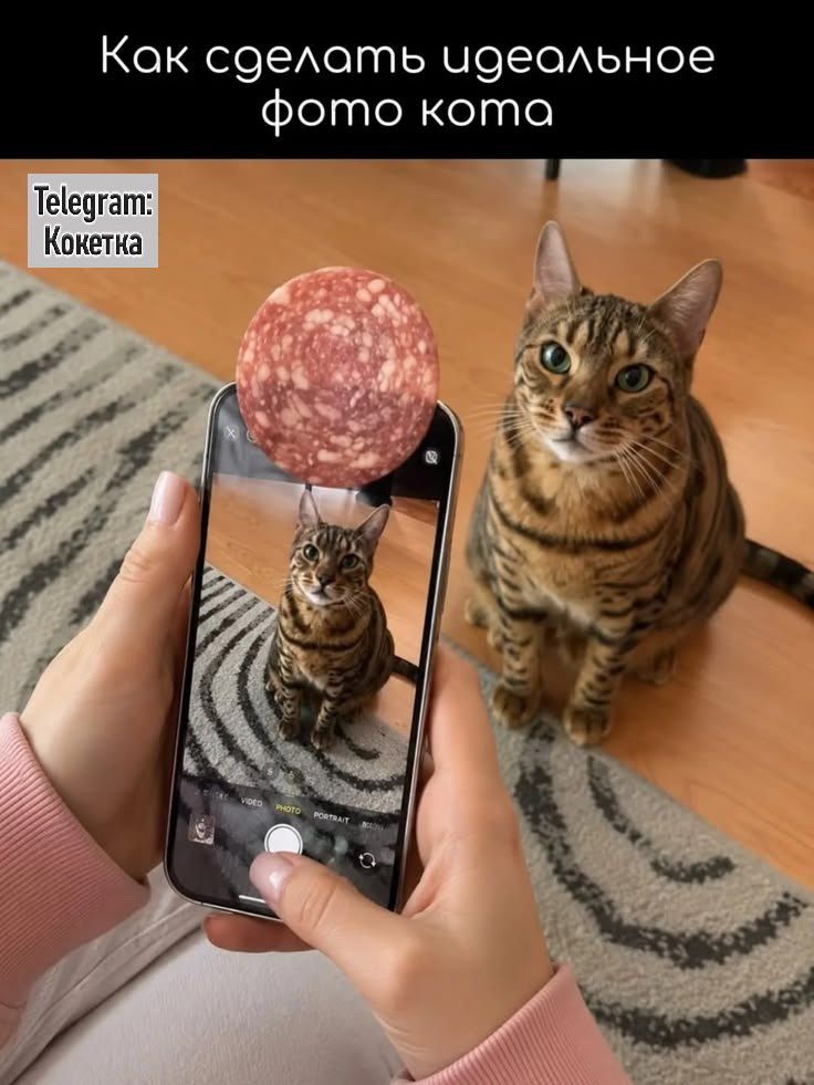Как сделать идеальное фото кота. Telegram: Кокетка. VIDEO PHOTO PORTRAIT BOOMERANG