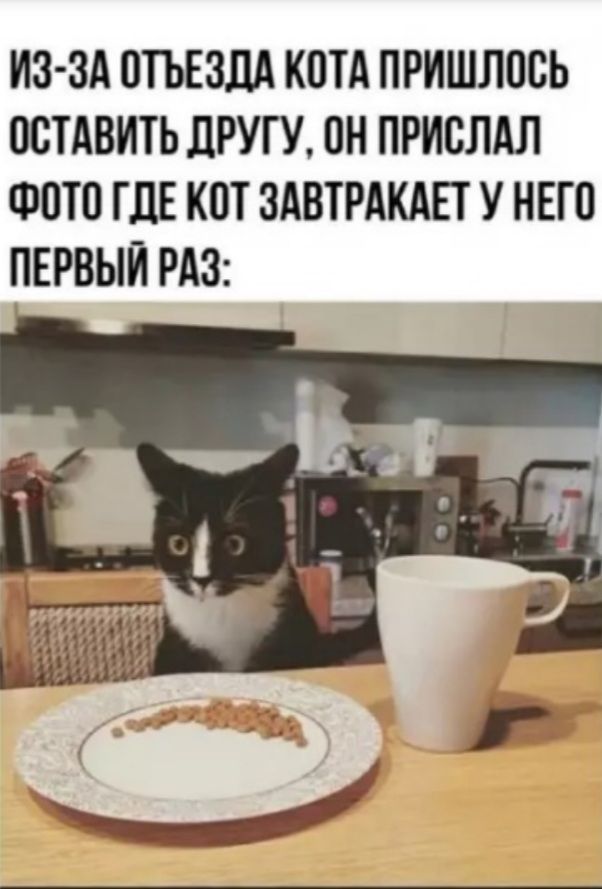 ИЗ-ЗА ОТЪЕЗДА КОТА ПРИШЛОСЬ ОСТАВИТЬ ДРУГУ, ОН ПРИСЛАЛ ФОТО ГДЕ КОТ ЗАВТРАКАЕТ У НЕГО ПЕРВЫЙ РАЗ: