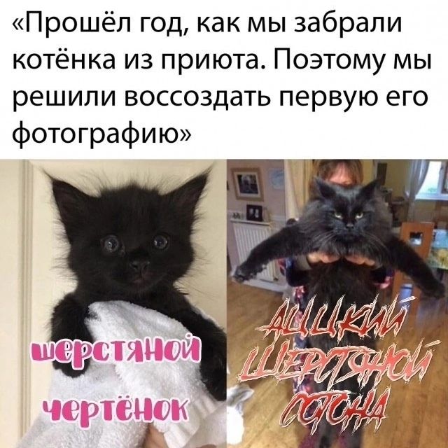 Прошёл год, как мы забрали котёнка из приюта. Поэтому мы решили воссоздать первую его фотографию. шерстяной чертёнок АДСКИЙ ШЕРСТЯНОЙ САТАНА