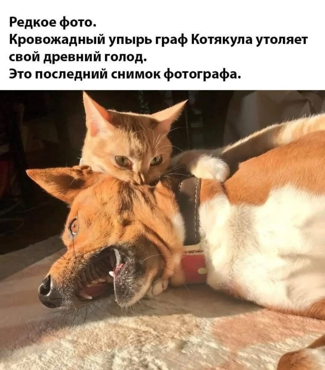 Редкое фото. Кровожадный упырь граф Котякула утоляет свой древний голод. Это последний снимок фотографа.
