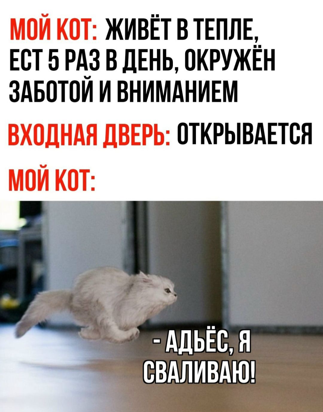 МОЙ КОТ: ЖИВЁТ В ТЕПЛЕ, ЕСТ 5 РАЗ В ДЕНЬ, ОКРУЖЁН ЗАБОТОЙ И ВНИМАНИЕМ. ВХОДНАЯ ДВЕРЬ: ОТКРЫВАЕТСЯ. МОЙ КОТ: - АДЬЁС, Я СВАЛИВАЮ!