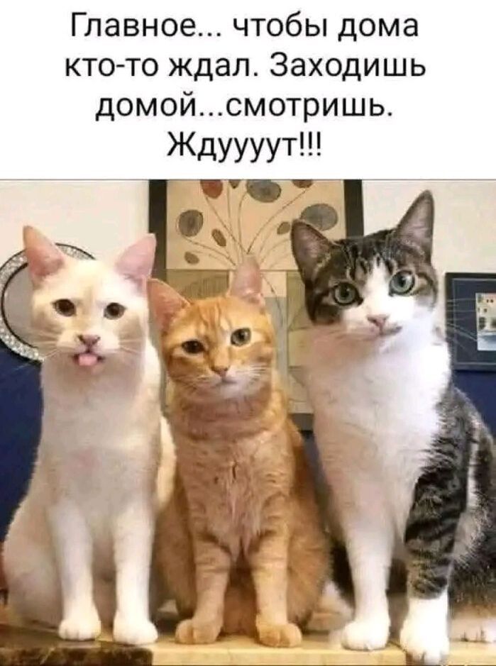 Главное... чтобы дома кто-то ждал. Заходишь домой... смотришь. Ждуууут!!!