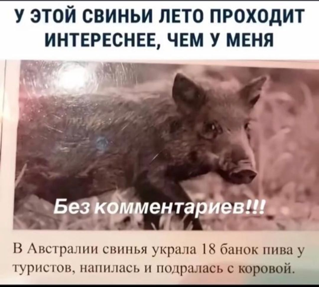 У этой свиньи лето проходит интереснее, чем у меня Без комментариев!!! В Австралии свинья украла 18 банок пива у туристов, напилась и подралась с коровой.