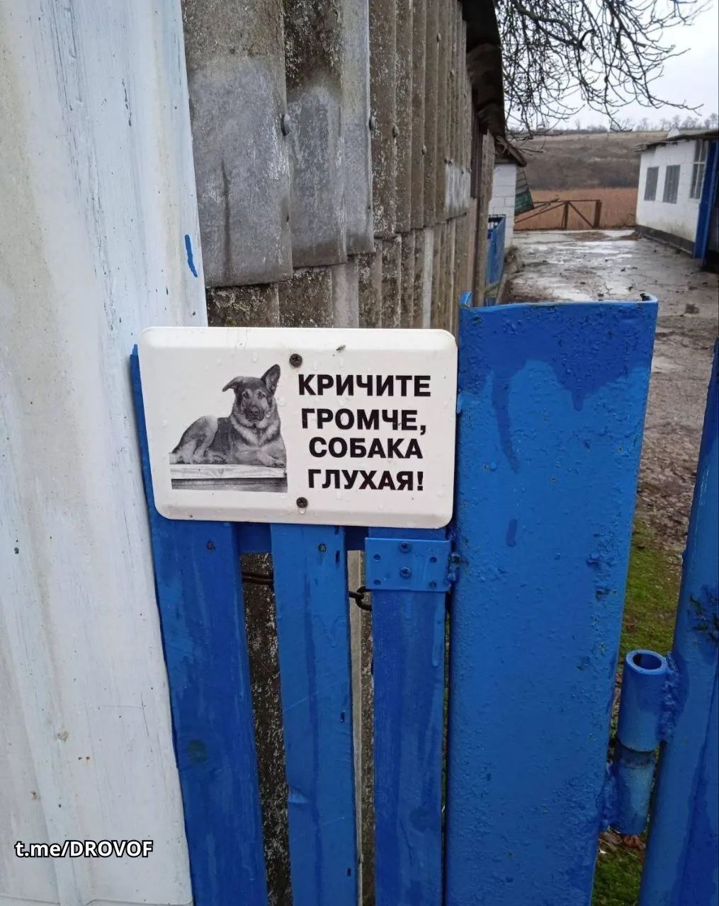 КРИЧИТЕ ГРОМЧЕ, СОБАКА ГЛУХАЯ!