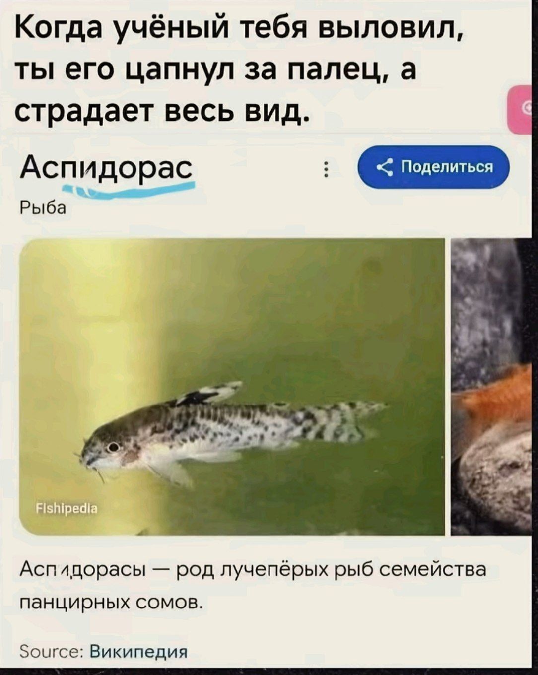 Когда учёный тебя выловил, ты его цапнул за палец, а страдает весь вид. Аспидорас Рыба Поделиться Fishipedia Аспидорасы — род лучепёрых рыб семейства панцирных сомов. Source: Википедия