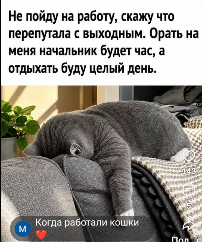 Не пойду на работу, скажу что перепутала с выходным. Орать на меня начальник будет час, а отдыхать буду целый день. Когда работали кошки