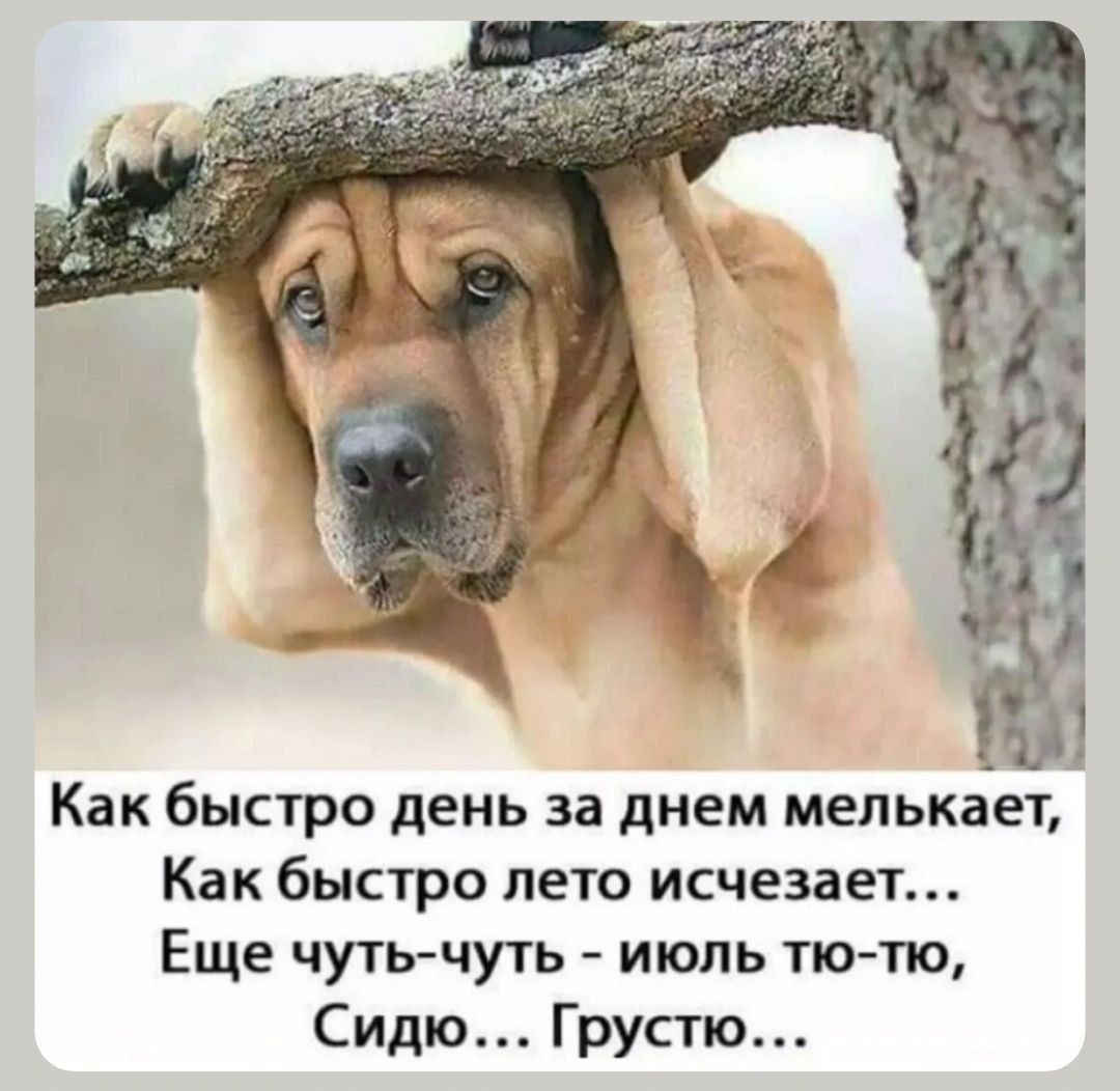 Как быстро день за днем мелькает, Как быстро лето исчезает... Еще чуть-чуть - июль тю-тю, Сидю... Грустю...