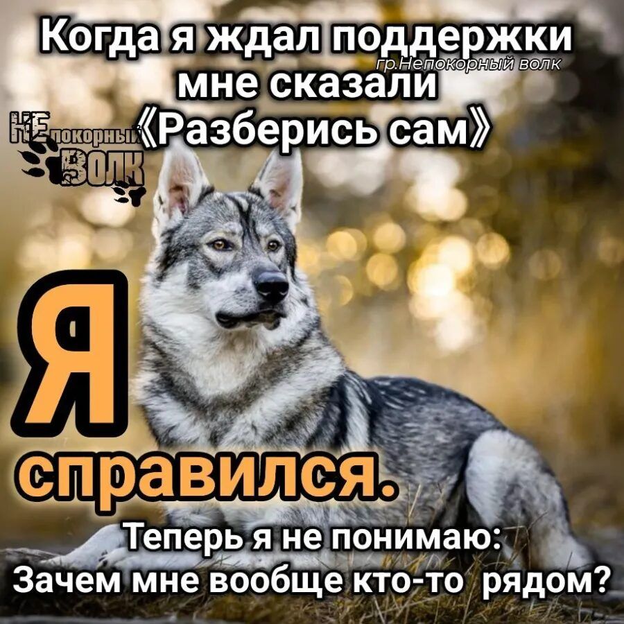 Когда я ждал поддержки мне сказали «Разберись сам» гр.Непокорный волк Я справился. Теперь я не понимаю: Зачем мне вообще кто-то рядом?