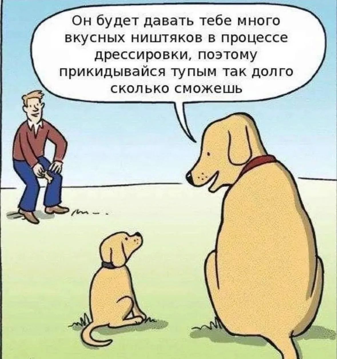 Он будет давать тебе много вкусных ништяков в процессе дрессировки, поэтому прикидывайся тупым так долго сколько сможешь
