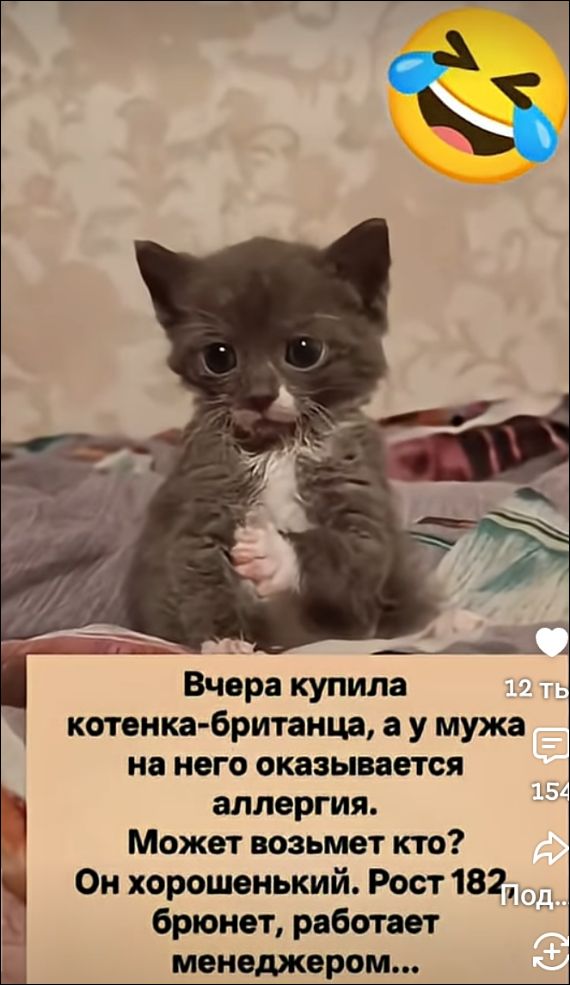 Вчера купила котенка-британца, а у мужа на него оказывается аллергия. Может возьмет кто? Он хорошенький. Рост 182, брюнет, работает менеджером...