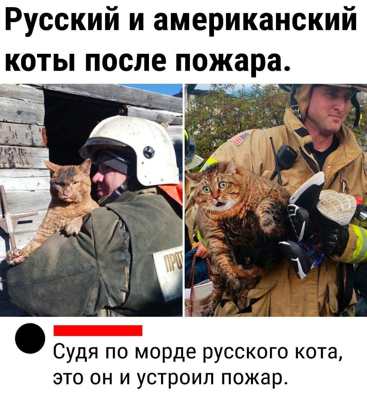 Русский и американский коты после пожара. Судя по морде русского кота, это он и устроил пожар.