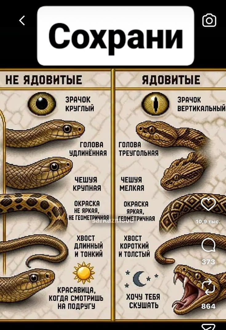 Сохрани НЕ ЯДОВИТЫЕ ЯДОВИТЫЕ ЗРАЧОК КРУГЛЫЙ ЗРАЧОК ВЕРТИКАЛЬНЫЙ ГОЛОВА УДЛИНЁННАЯ ГОЛОВА ТРЕУГОЛЬНАЯ ЧЕШУЯ КРУПНАЯ ЧЕШУЯ МЕЛКАЯ ОКРАСКА НЕ ЯРКАЯ, НЕ ГЕОМЕТРИЧНАЯ ОКРАСКА ЯРКАЯ, ГЕОМЕТРИЧНАЯ ХВОСТ ДЛИННЫЙ И ТОНКИЙ ХВОСТ КОРОТКИЙ И ТОЛСТЫЙ КРАСАВИЦА, КОГДА СМОТРИШЬ НА ПОДРУГУ ХОЧУ ТЕБЯ СКУШАТЬ