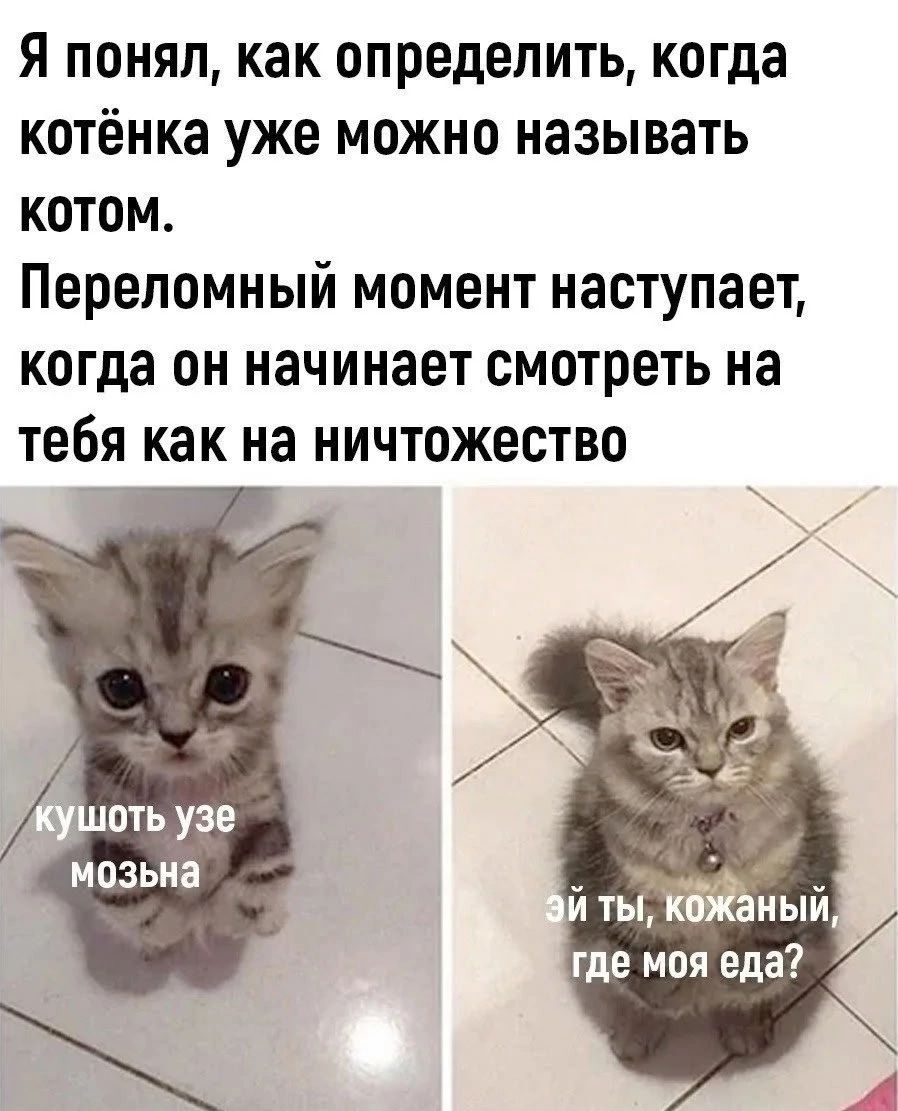 Я понял, как определить, когда котёнка уже можно называть котом. Переломный момент наступает, когда он начинает смотреть на тебя как на ничтожество. кушать уже можно. эй ты, кожаный, где моя еда?