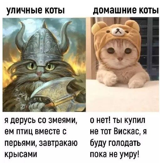 уличные коты домашние коты я дерусь со змеями, ем птиц вместе с перьями, завтракаю крысами о нет! ты купил не тот Вискас, я буду голодать пока не умру!