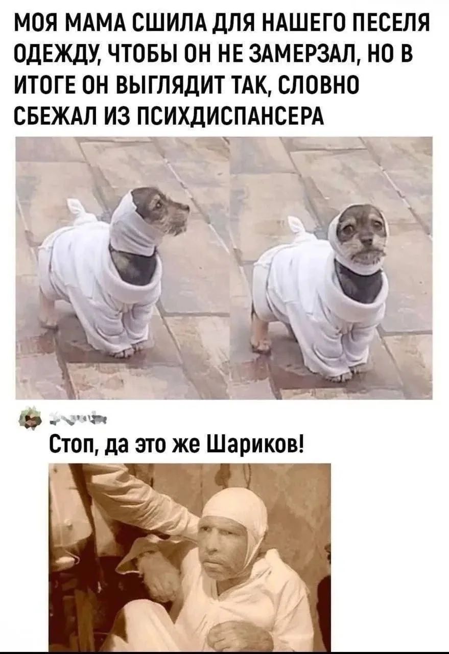 МОЯ МАМА СШИЛА ДЛЯ НАШЕГО ПЕСЕЛЯ ОДЕЖДУ, ЧТОБЫ ОН НЕ ЗАМЕРЗАЛ, НО В ИТОГЕ ОН ВЫГЛЯДИТ ТАК, СЛОВНО СБЕЖАЛ ИЗ ПСИХДИСПАНСЕРА Стоп, да это же Шариков!