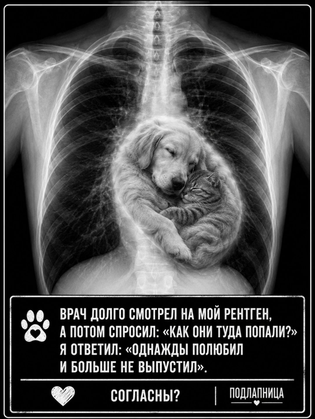ВРАЧ ДОЛГО СМОТРЕЛ НА МОЙ РЕНТГЕН, А ПОТОМ СПРОСИЛ: «КАК ОНИ ТУДА ПОПАЛИ?» Я ОТВЕТИЛ: «ОДНАЖДЫ ПОЛЮБИЛ И БОЛЬШЕ НЕ ВЫПУСТИЛ». СОГЛАСНЫ? ПОДЛАПНИЦА