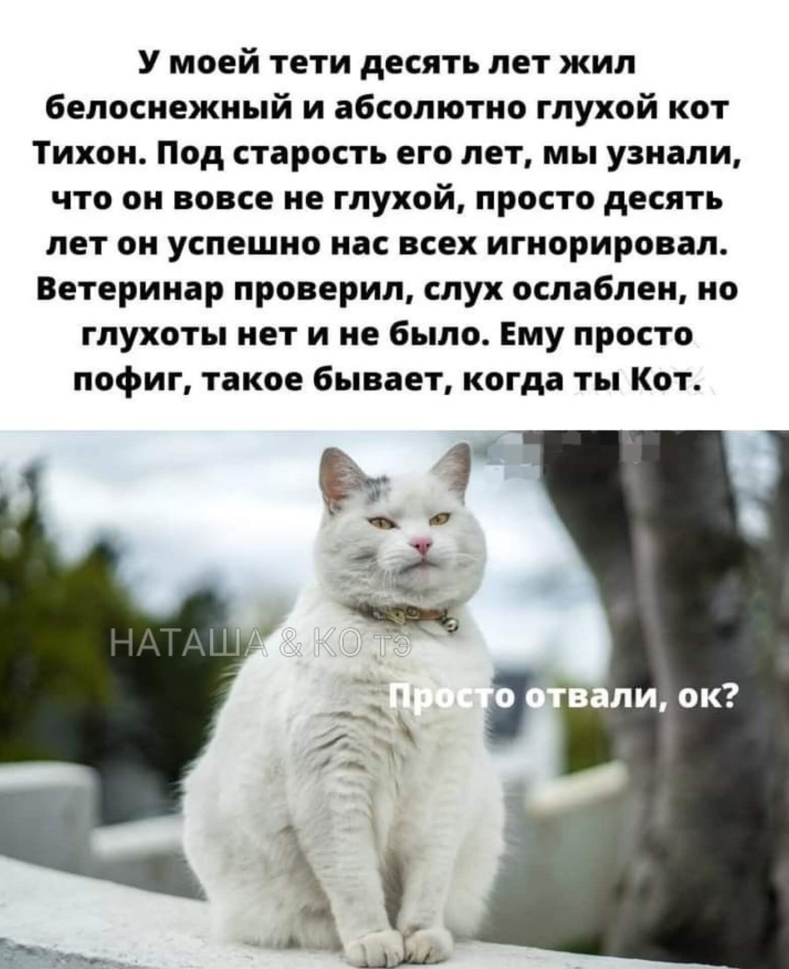 У моей тети десять лет жил белоснежный и абсолютно глухой кот Тихон. Под старость его лет, мы узнали, что он вовсе не глухой, просто десять лет он успешно нас всех игнорировал. Ветеринар проверил, слух ослаблен, но глухоты нет и не было. Ему просто пофиг, такое бывает, когда ты Кот. НАТАША & КО ТЭ Просто отвали, ок?