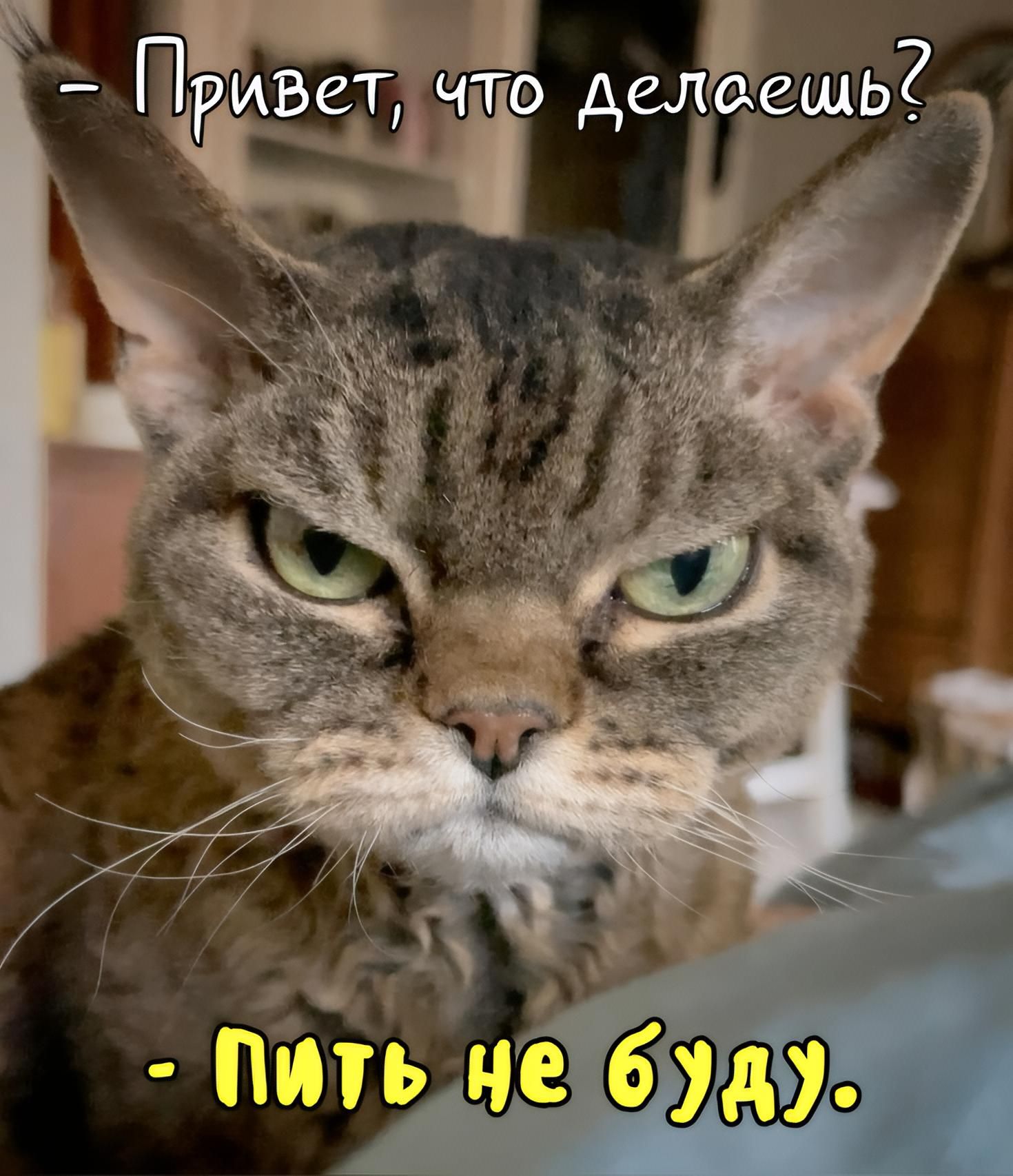 Привет, что делаешь? Пить не буду.