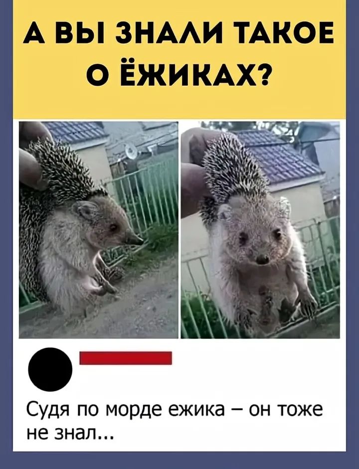 А вы знали такое о ежиках? Судя по морде ежика – он тоже не знал...