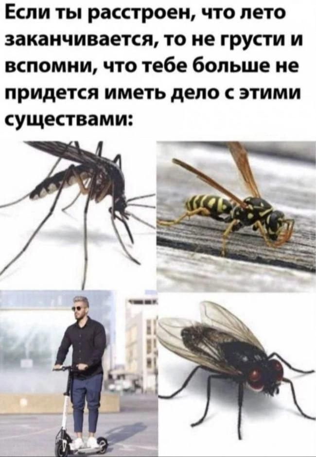 Если ты расстроен, что лето заканчивается, то не грусти и вспомни, что тебе больше не придется иметь дело с этими существами: комар, оса, муха, человек на электросамокате.