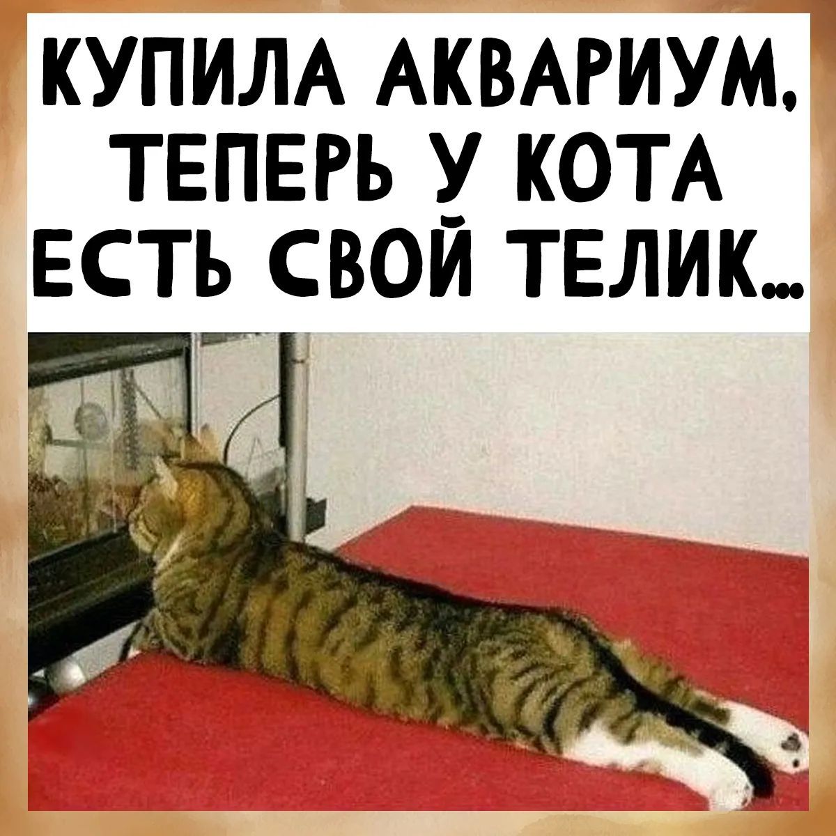 КУПИЛА АКВАРИУМ, ТЕПЕРЬ У КОТА ЕСТЬ СВОЙ ТЕЛИК...