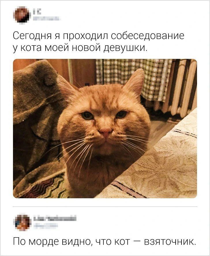 Сегодня я проходил собеседование у кота моей новой девушки. По морде видно, что кот — взяточник.