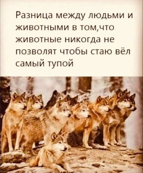 Разница между людьми и животными в том, что животные никогда не позволят чтобы стаю вёл самый тупой