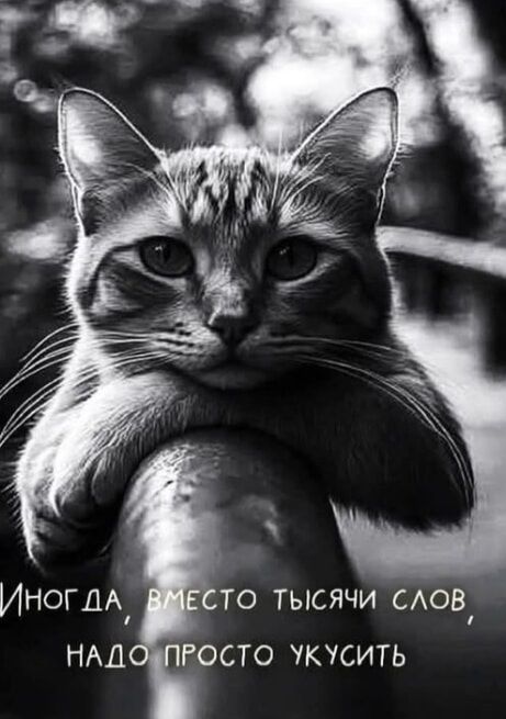 ИНОГДА, ВМЕСТО ТЫСЯЧИ СЛОВ, НАДО ПРОСТО УКУСИТЬ